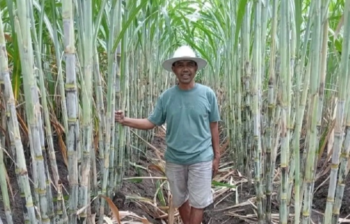 Petani Sambut Positif Varietas Tebu NX dan Panjalu untuk Dukung Swasembada Gula