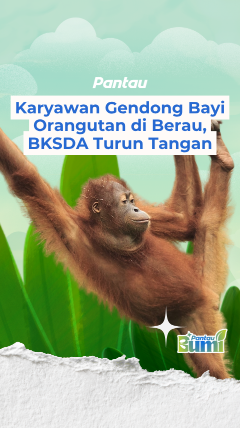 KARYAWAN GENDONG BAYI ORANGE UTAN DI BERAU BKSDA TURUN TANGAN