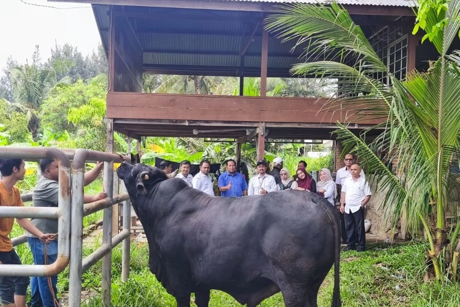 Pemerintah Kota Banda Aceh Terima Sapi Kurban Presiden Prabowo Seberat 950 Kilogram untuk Idul Adha 1447 Hijriah