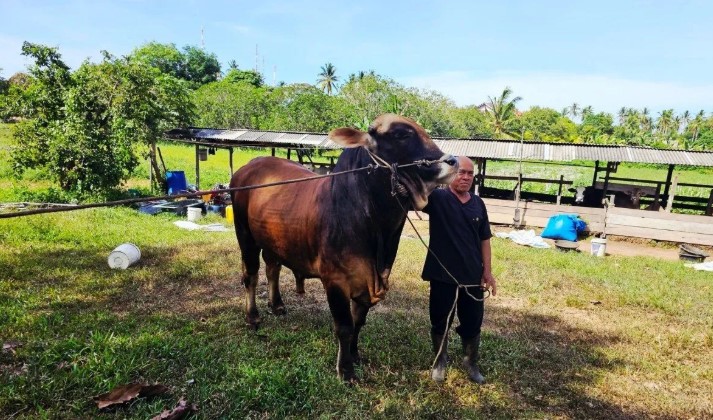 Sapi Kurban Presiden Dikirim ke Pulau Laut Natuna, Warga Pulau Terluar Merasa Diperhatikan Negara