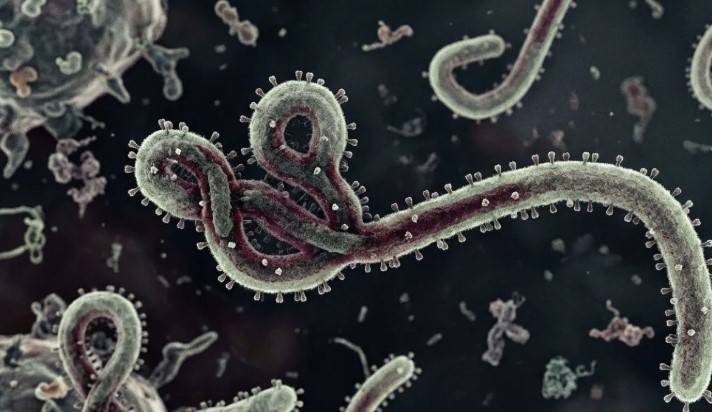 WFP Peringatkan Krisis Pangan Perburuk Penyebaran Wabah Ebola di Kongo