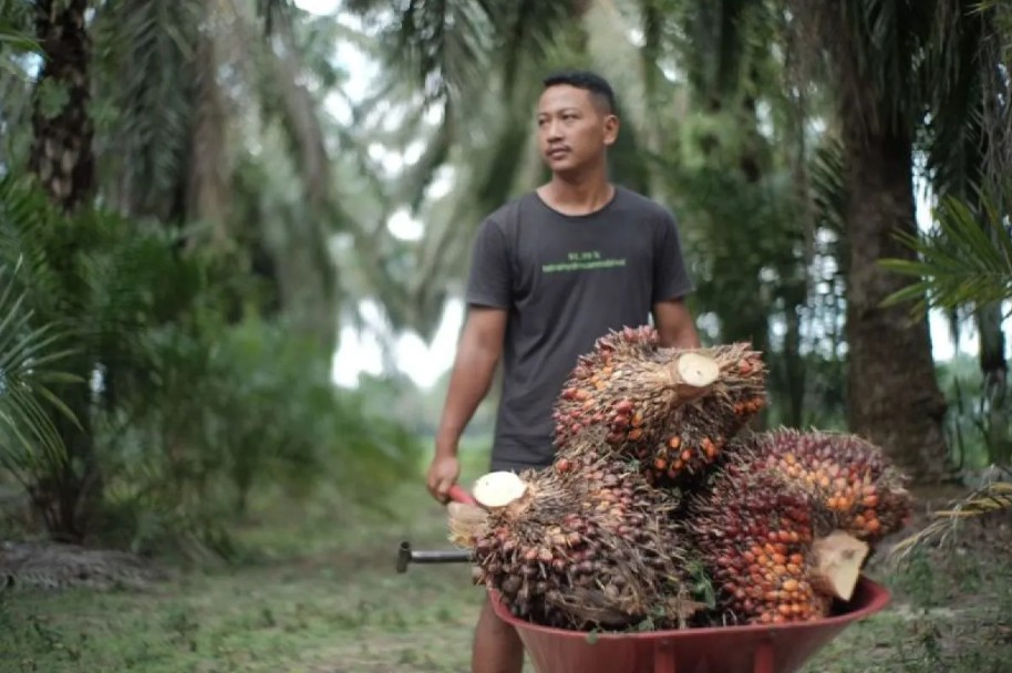 Kementerian Pertanian Perketat Pengawasan Perkebunan Sawit Hadapi Ancaman Godzilla El Nino