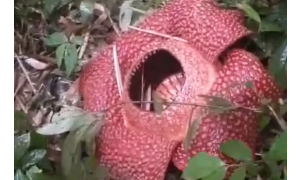 Bunga Langka Rafflesia Arnoldii Mekar Sempurna di Perkebunan Warga Rejang Lebong