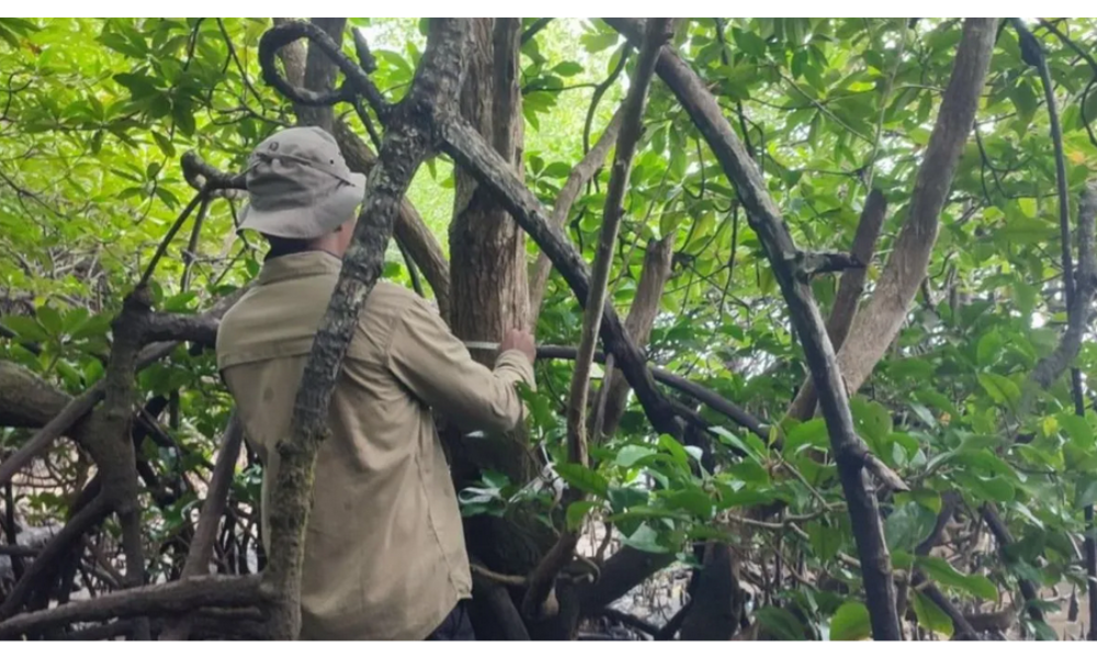 BRIN dan UGM Dorong Perlindungan Mangrove Langka Terancam Punah di Teluk Balikpapan