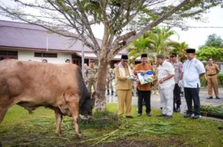 Presiden Prabowo Subianto Menyalurkan Sapi Kurban untuk Masjid Wasiatul Islam di Malinau