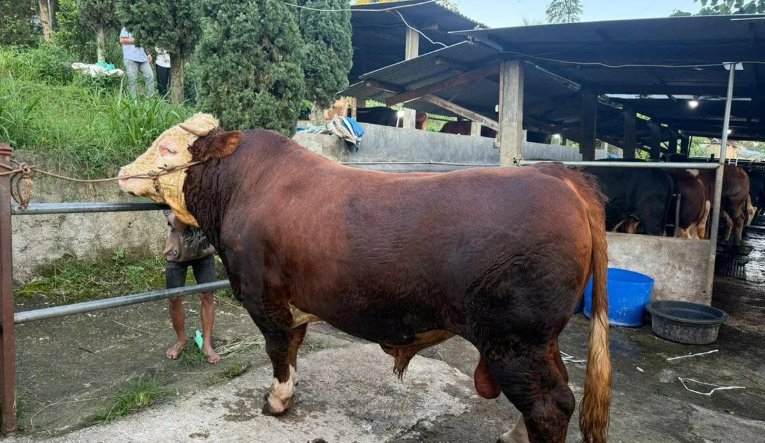 Prabowo Subianto Sumbangkan Sapi Kurban Jumbo untuk Warga Terdampak Banjir di Kabupaten Bandung