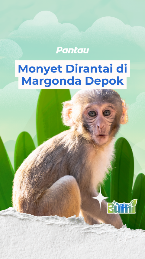 MONYET DIRANTAI DI MARGONDA DEPOK