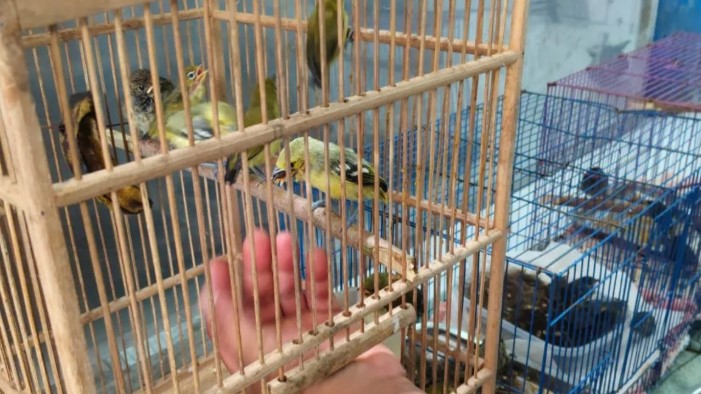 BKSDA Bali Lepasliarkan Elang Dilindungi dan Puluhan Burung Sitaan ke Hutan Buleleng