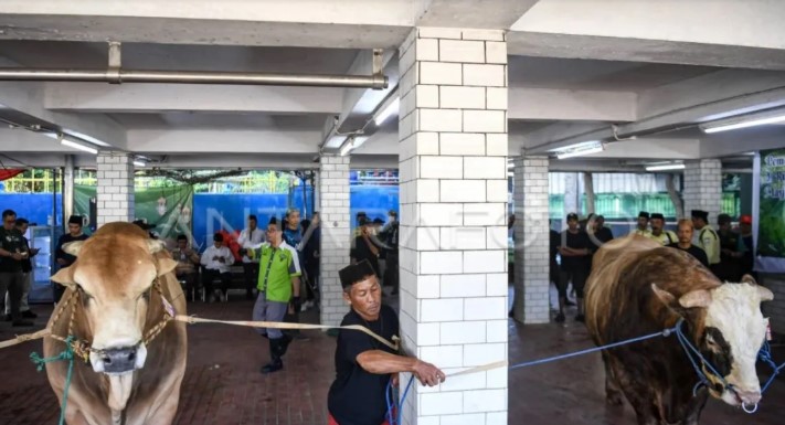 Masjid Istiqlal Siapkan 10.728 Bungkus Daging Kurban untuk Dibagikan ke Masyarakat