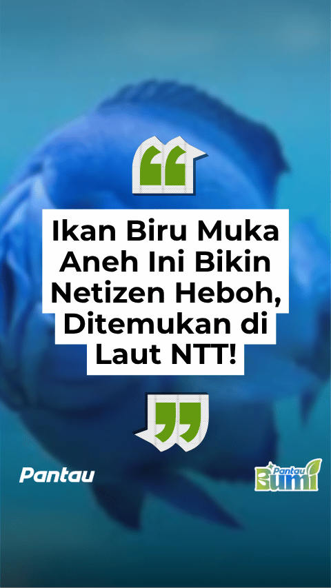 IKAN BIRU MUKA ANEH INI BIKIN NETIZEN HEBOH