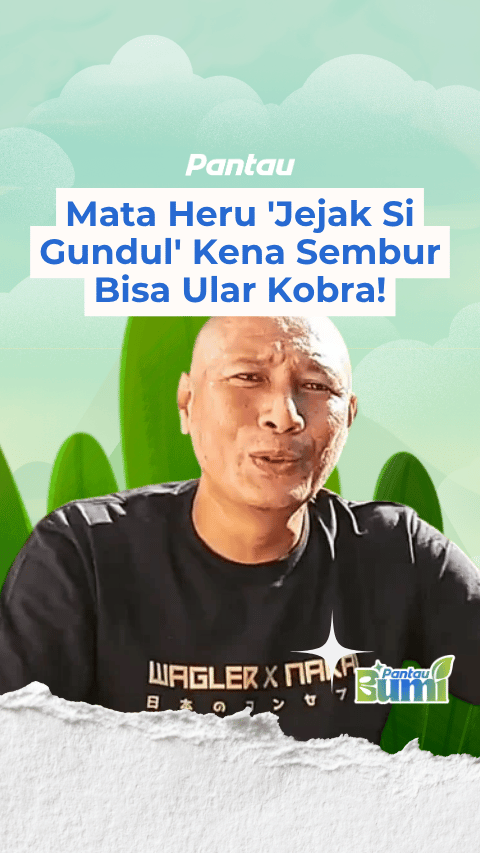 MATA HERU JEJAK SI GUNDUL KENA SEMBUR BISA ULAR KOBRA