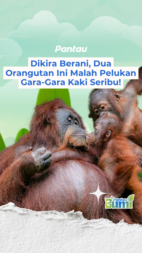 DIKIRA BERANI, DUA ORANGUTAN INI MALAH PELUKAN GARA-FARA KAKI SERIBU!