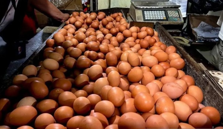 Kementan Perkuat Serapan dan Distribusi untuk Jaga Harga Telur Peternak Tetap Stabil