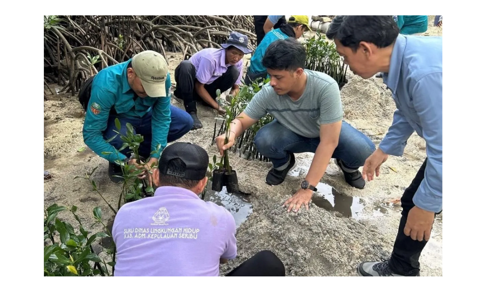 Pemkab Kepulauan Seribu Lepas 50 Tukik dan Tanam 500 Mangrov