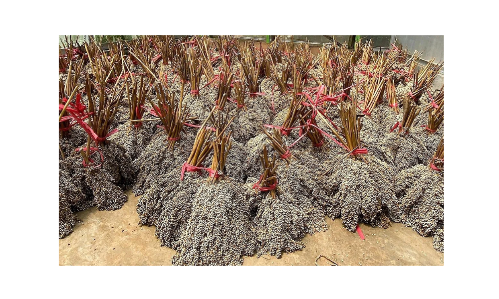 PLN EPI Gandeng Itera dan PLN Puslitbang Kembangkan Kaliandra-Sorgum untuk Biomassa dan Hidrogen Hijau