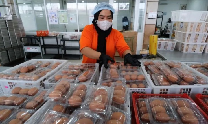 Klaim BGN Pesan 700 Juta Telur dari China untuk Program MBG 