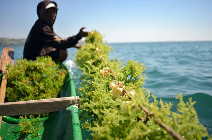 Budi Daya Rumput Laut di Pulau Ontoloe Jadi Penopang Ekonomi