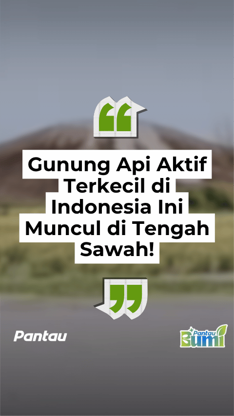 GUNUNG API AKTIF TERKECIL DI INDONESIA MUNCUL DI TENGAH SAWA