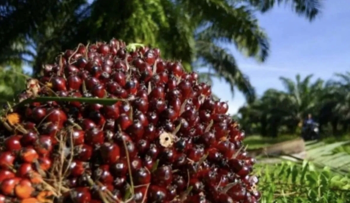 Harga TBS Sawit Petani Swadaya di Riau Naik Signif