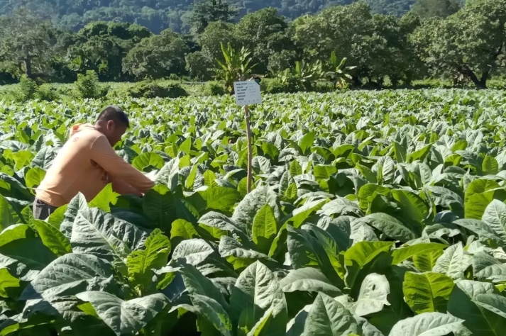 Hilirisasi Tembakau di Dompu Didorong untuk Tingkatkan Nilai