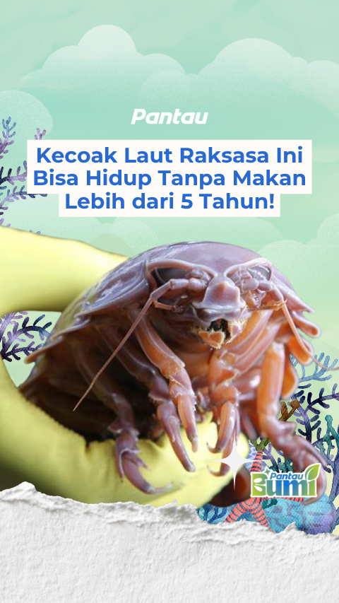 KECOAK LAUT RAKSASA INI BISA HIDUP TANPA MAKAN LEBIH DARI 5 TAHUN!