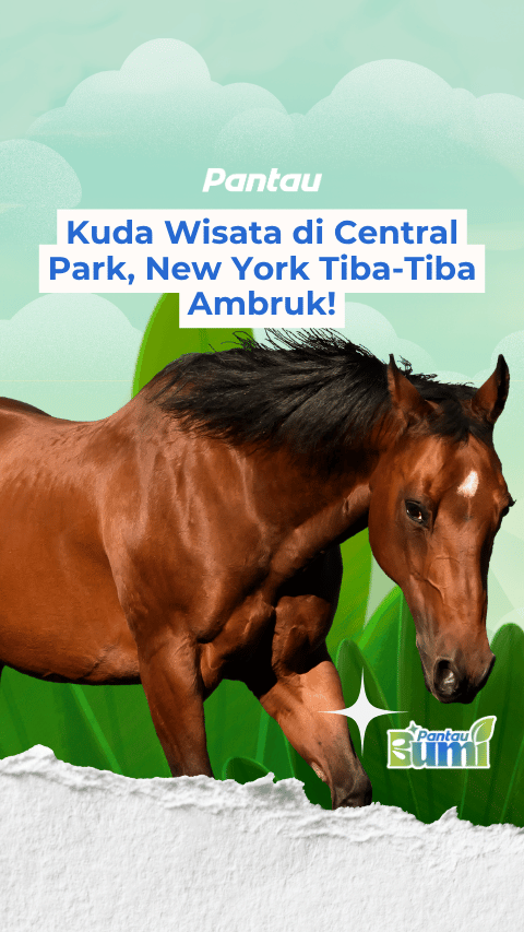 KUDA WISATA DI CENTRAL PARK, NEW YORK TIBA TIBA AMBRUK