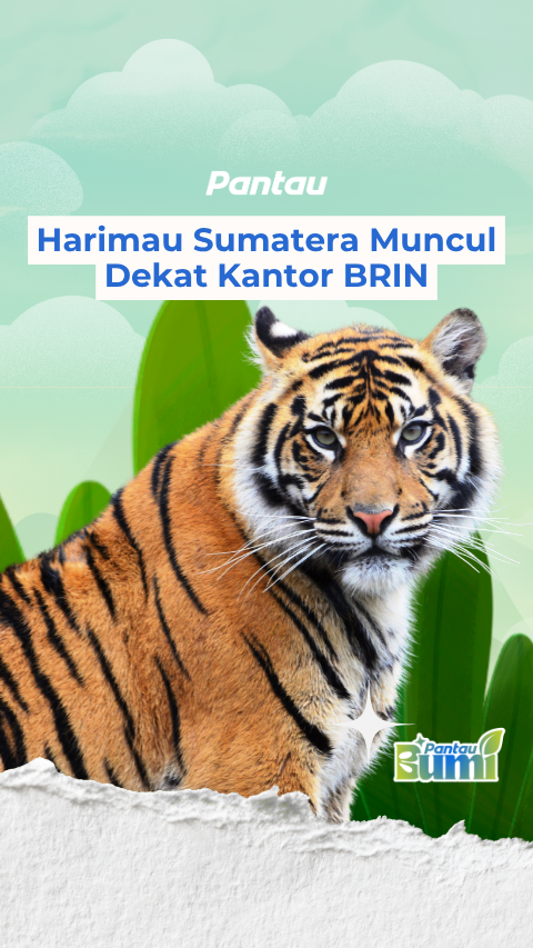 HARIMAU SUMATERA MUNCUL DEKAT KANTOR BRIN