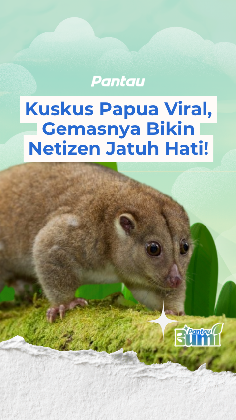 KUSKUS PAPUA VIRAL, GEMASNYA BIKIN NETIZEN JATUH HATI