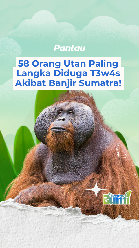 58 ORANG UTAN PALING LANGKA DIDUGA TEWAS AKIBAT BANJIR SUMATRA