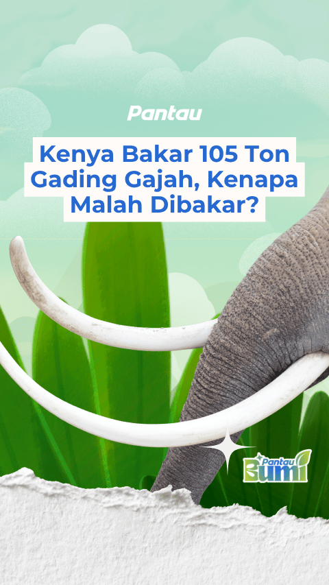 KENYA BAKAR 105 TON GADING GAJAH, KENAPA MALAH DIBAKAR