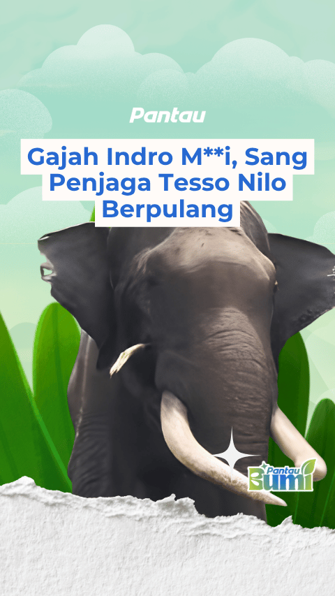 GAJAH INDRO MATI