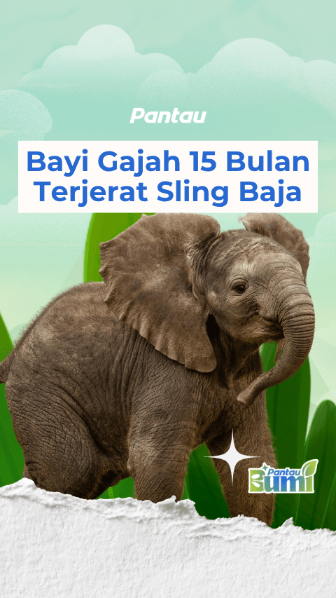 BAYI GAJAH 15 BULAN TERJERAT SLING BAJA