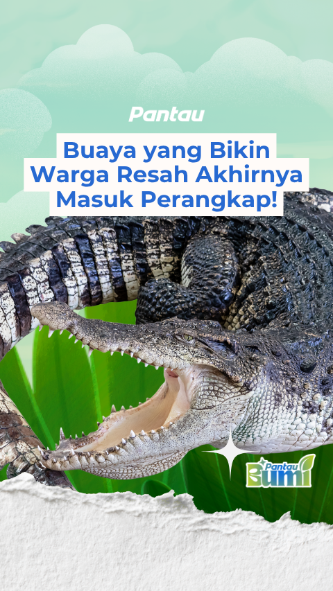 BUAYA YANG BIKIN WARGA RESAH AKHIRNYA MASUK PERANGKAP!