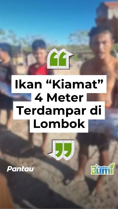 IKAN KIAMAT 4 METER TERDAMPAR DI LOMBOK