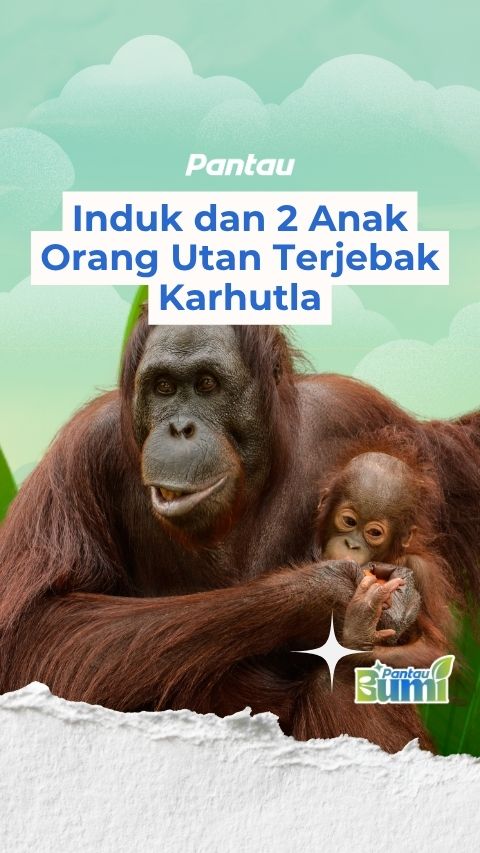 INDUK DAN 2 ANAK ORANG UTAN TERJEBAK KARHUTLA