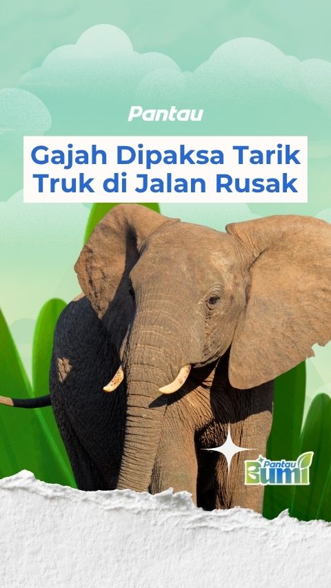 GAJAH DIPAKSA TARIK TRUK DI JALAN RUSAK