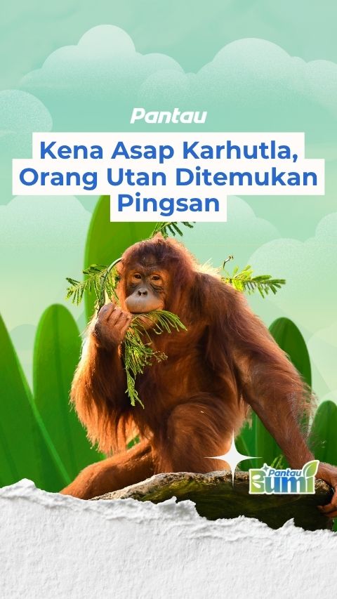 KENA ASAP KARHUTLA, ORANG UTAN DITEMUKAN PINGSAN