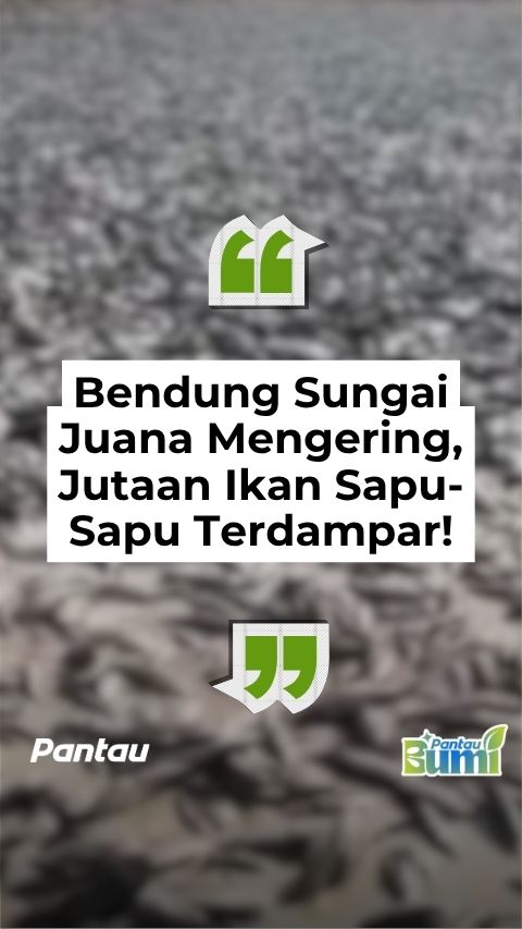 BENDUNG SUNGAI JUANA MENGERING, JUTAAN IKAN SAPU-SAPU TERDAMPAR