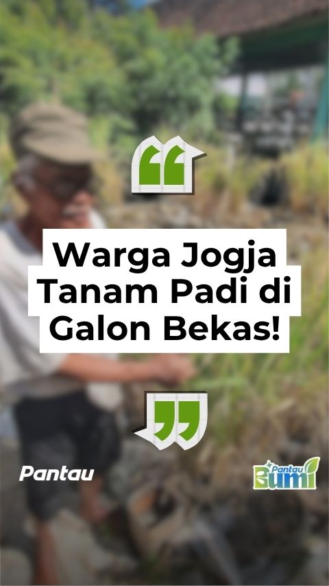 WARGA JOGJA TANAM PADI DI GALON BEKAS