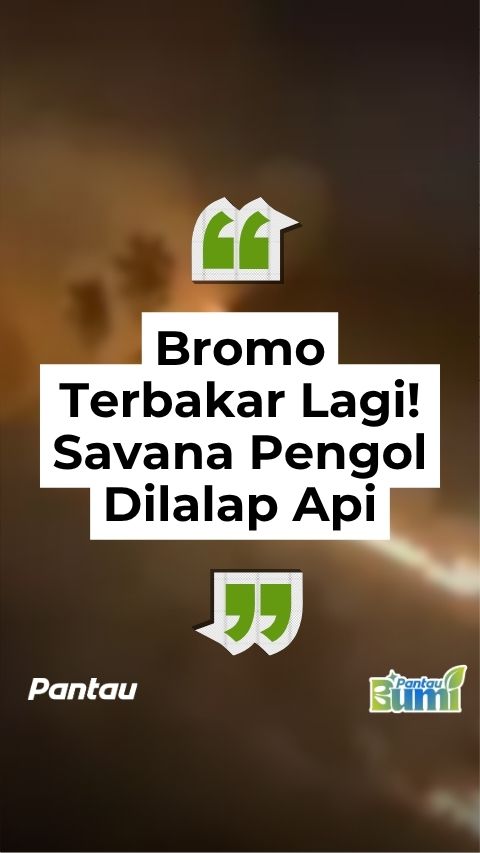 BROMO TERBAKAR LAGI