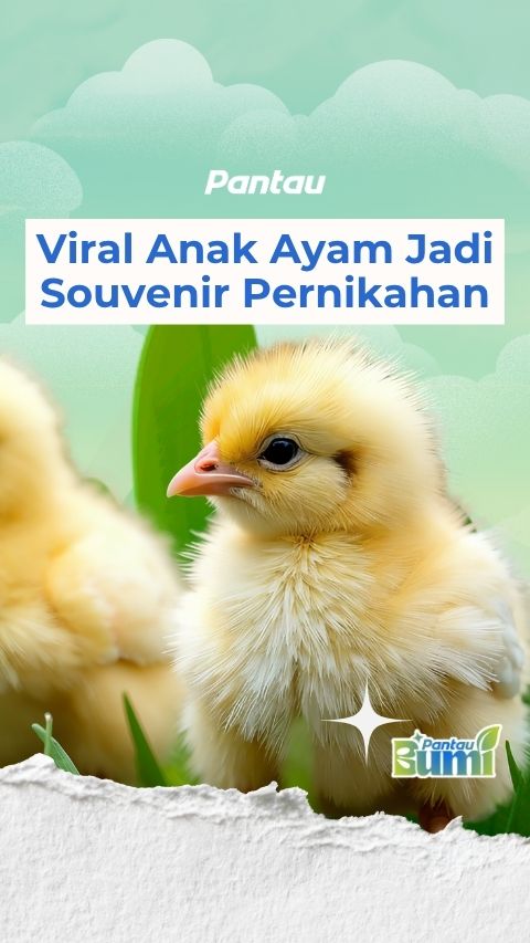 VIRAL ANAK AYAM JADI SOUVENIR