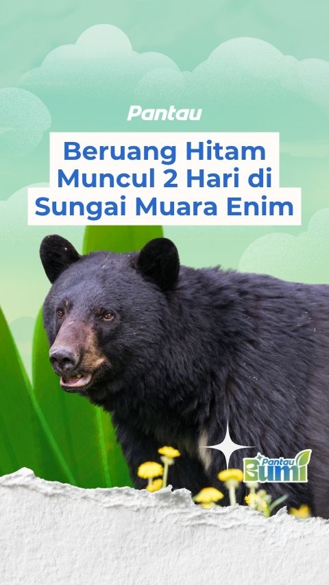 BERUANG HITAM MUNCUL 2 HARI DI SUNGAI MUARA ENIM