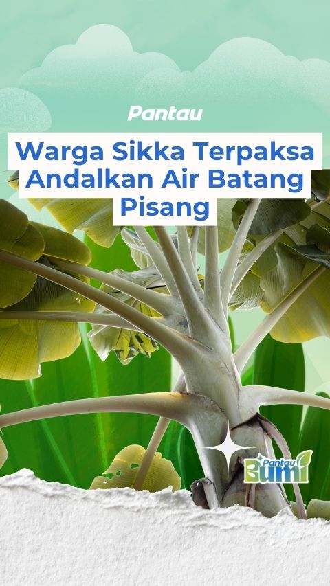 WARGA SIKKA TERPAKSA ANDALKAN AIR BATANG PISANG