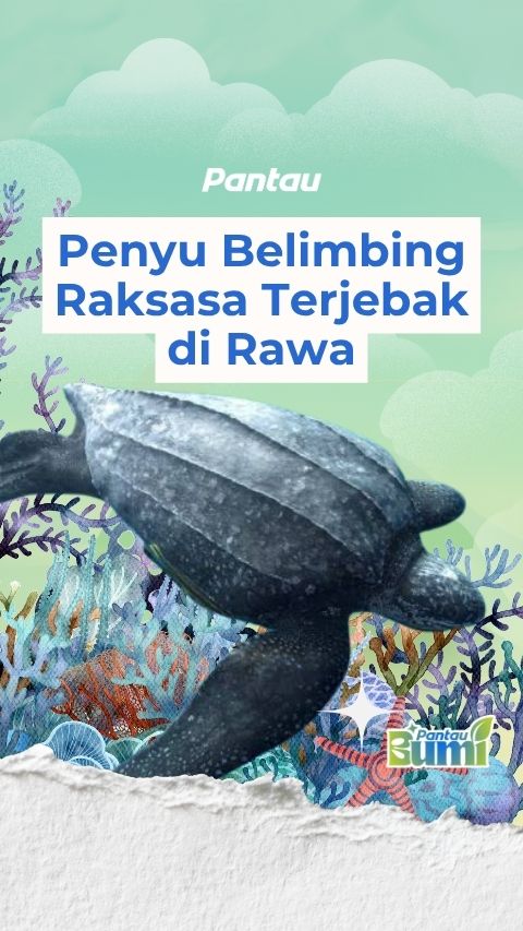 PENYU BELIMBING RAKSASA TERJEBAK DI RAWA