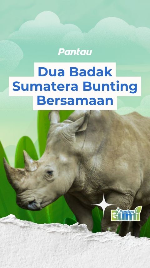 DUA BADAK SUMATERA BUNTING BERSAMAAN