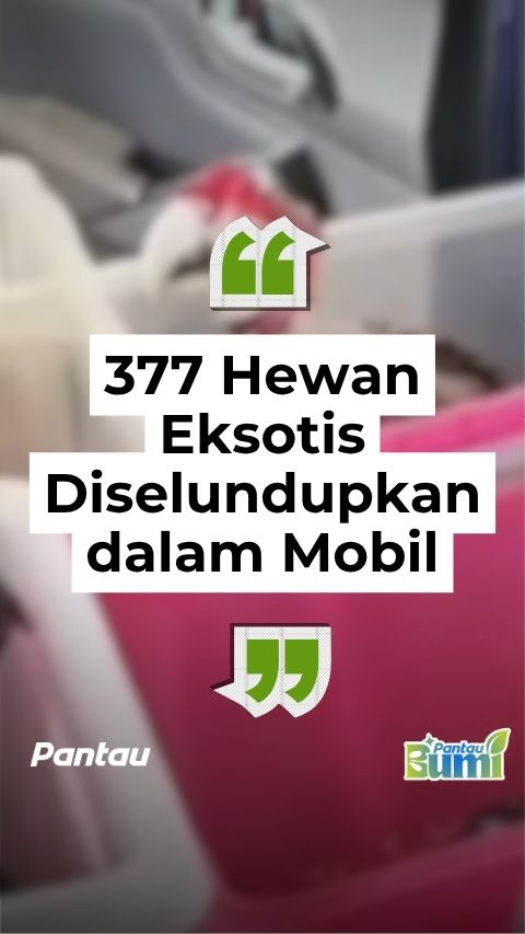 377 HEWAN EKSOTIS DISELUNDUPKAN DALAM MOBIL