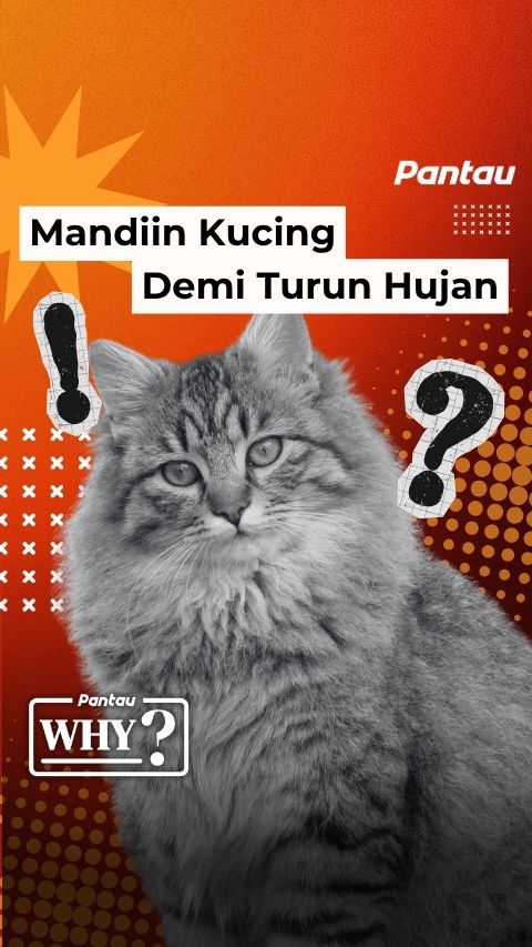 MANDIIN KUCING DEMI TURUN HUJAN