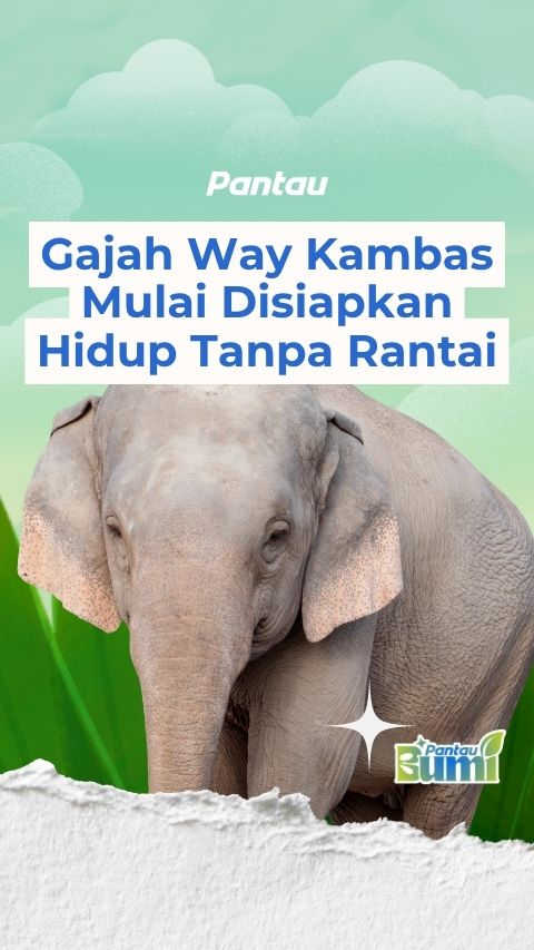 GAJAH WAY KAMBAS MULAI DISIAPKAN HIDUP TANPA RANTAI