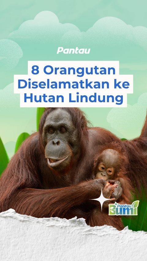 8 ORANGUTAN DISELAMATKAN KE HUTAN LINDUNG