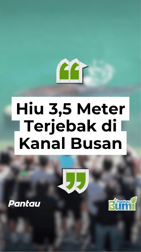 HIU 3,5 METER TERJEBAK DI KANAL BUSAN